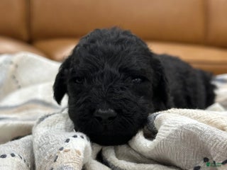 Goldendoodle dogs - Ad 6