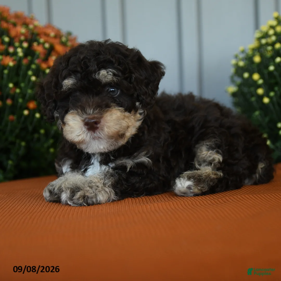 Miniature Poodle dogs for sale: Ollie - Ad 3