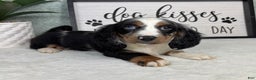 Miniature Dachshund dogs for sale: Miniature Dachshund Puppy 3 - Ad 1