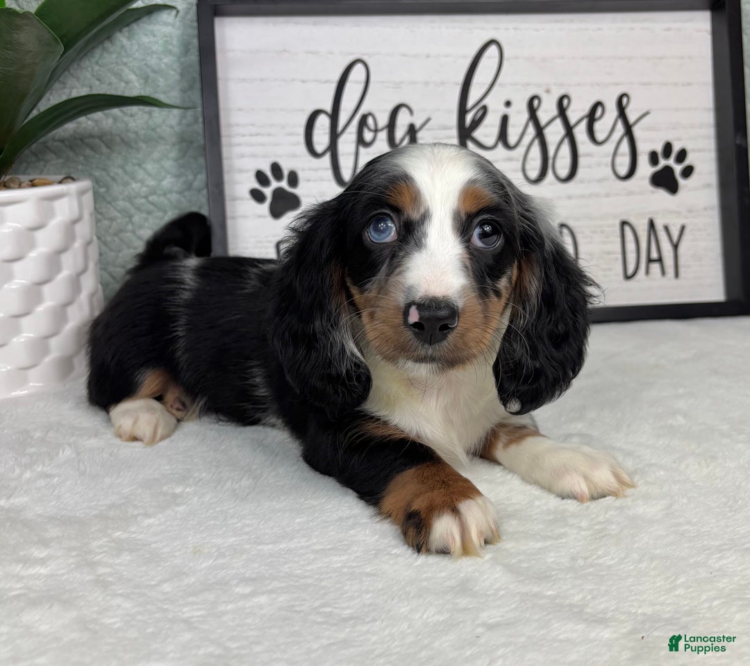 Miniature Dachshund dogs for sale: Miniature Dachshund Puppy 3 - Ad 1