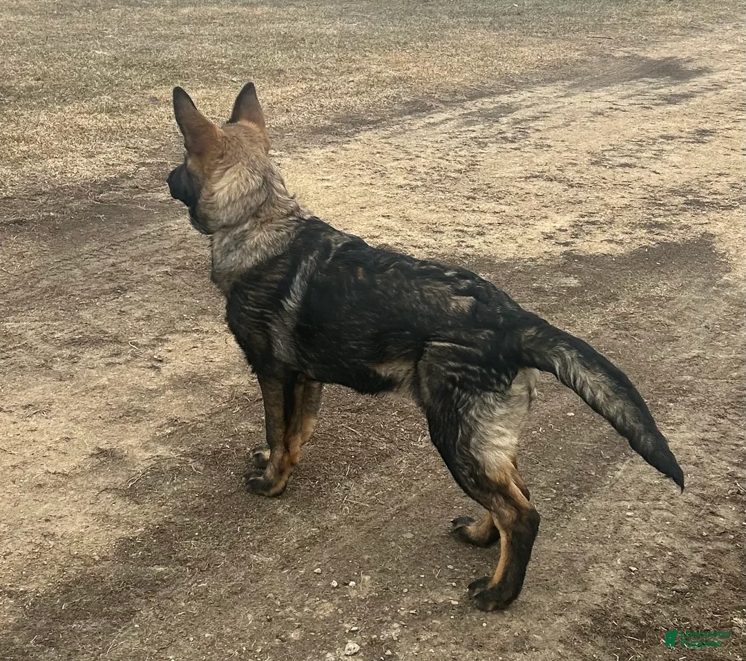 German Shepherd dogs for sale: Dixie - Ad 2