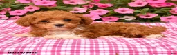 Toy Poodle dogs for sale: Penny - Ad 2
