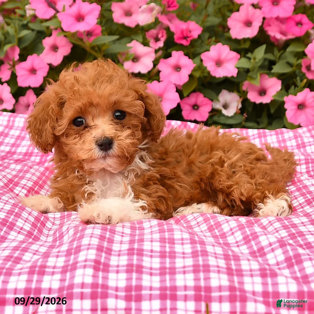 Toy Poodle dogs for sale: Penny - Ad 2