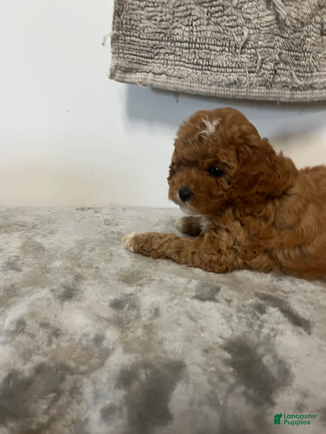 Cavapoo dogs for sale: June - Ad 2