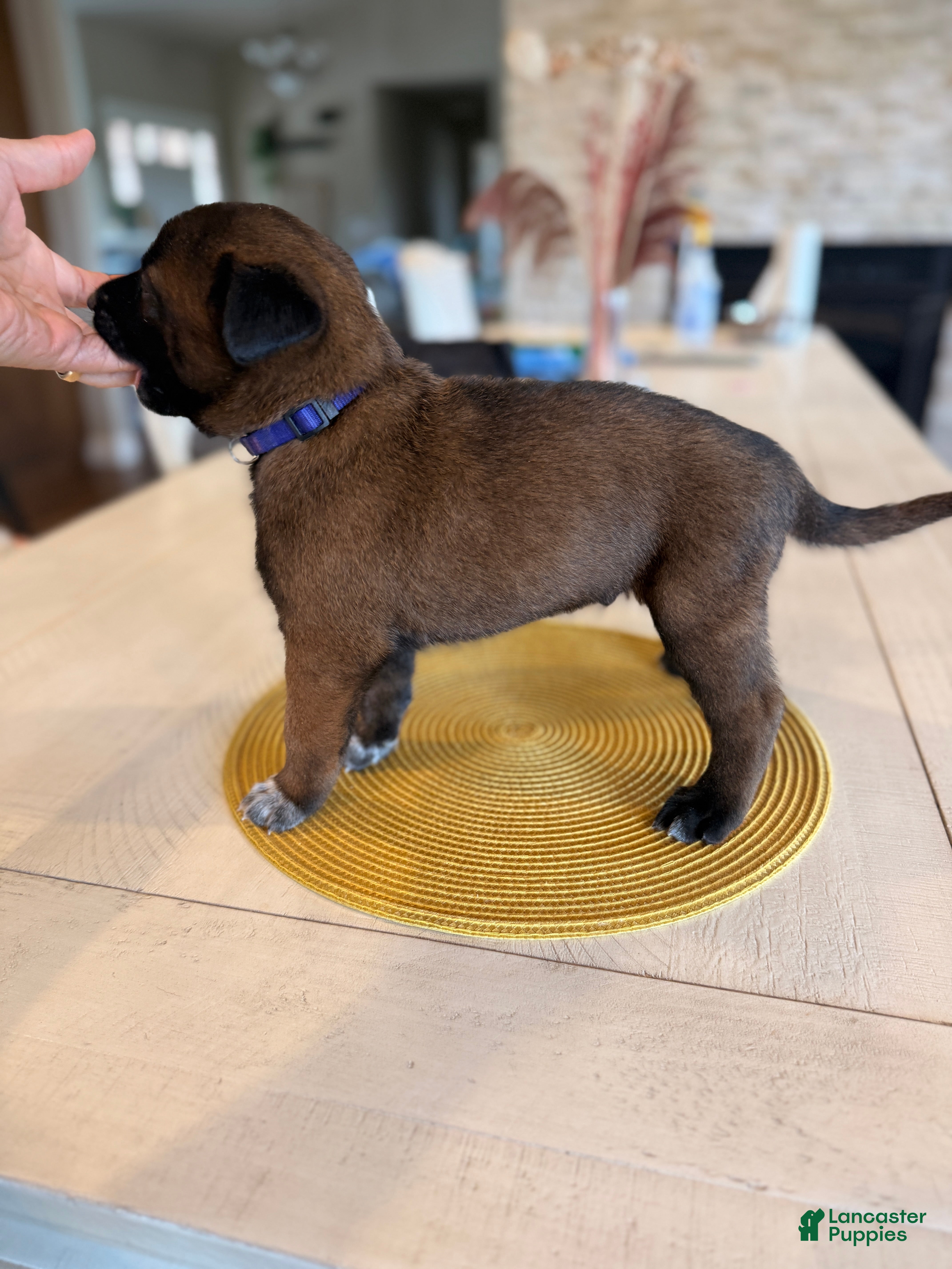 Belgian Malinois dogs Mr. Purple - Ad 2