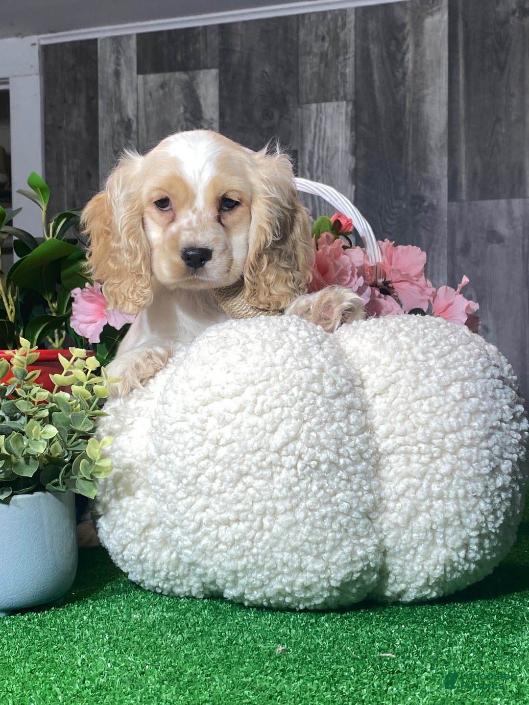 Cocker Spaniel dogs for sale: Onyx - Ad 2