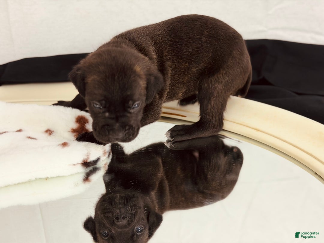 Cane Corso dogs for sale: Hermes  - Ad 4