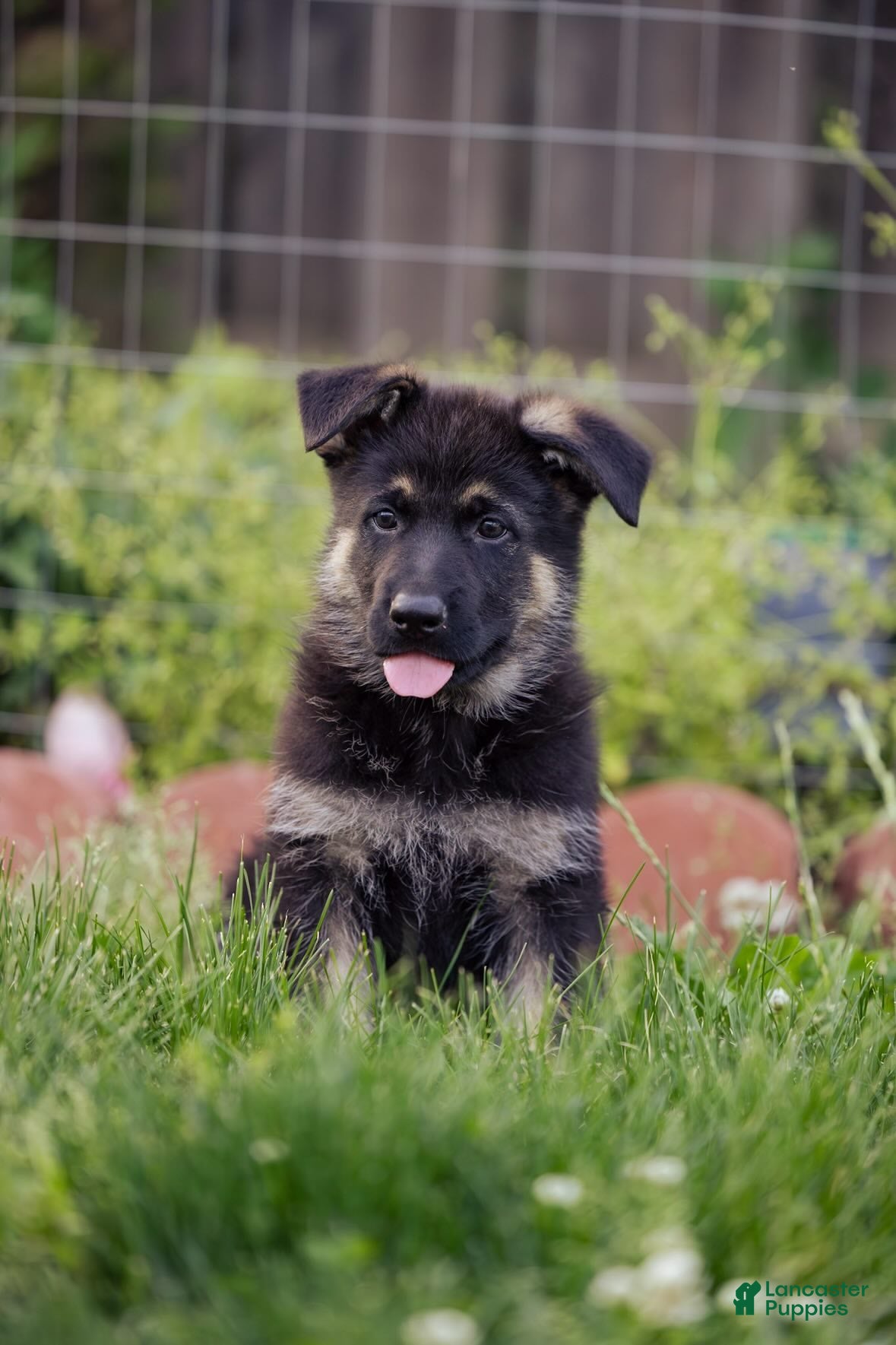 German Shepherd dogs Apollo - Ad 1