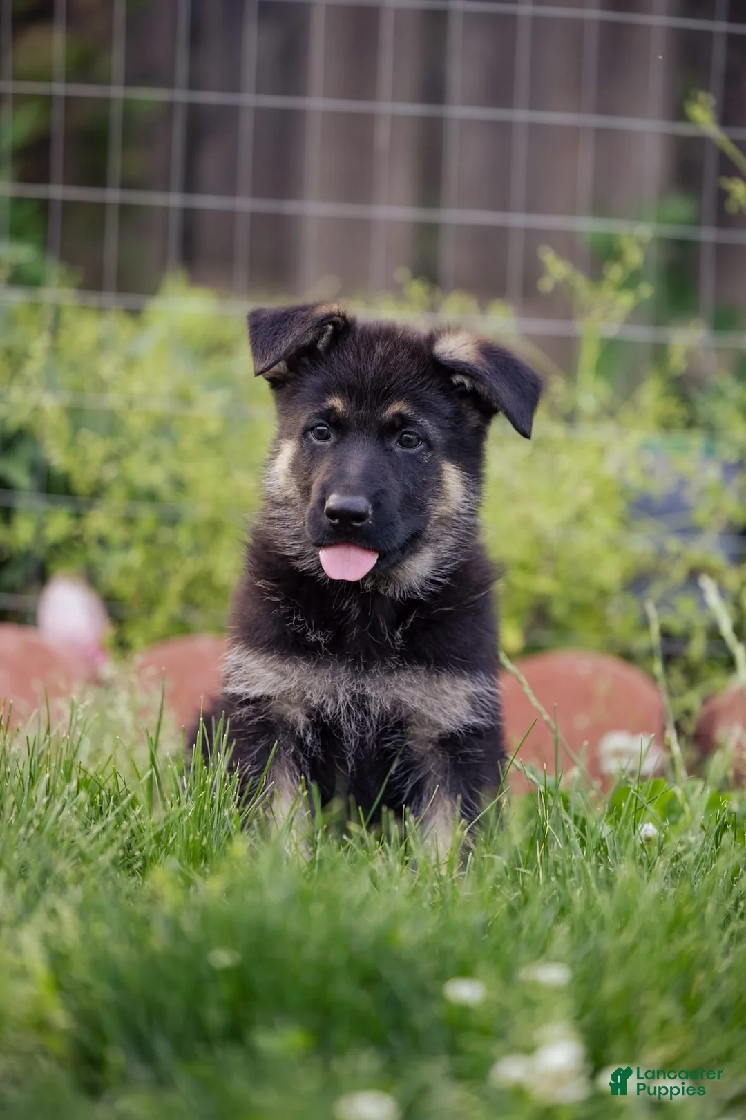 German Shepherd dogs for sale: Apollo - Ad 1