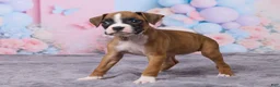 Boxer dogs for sale: Zoey - Ad 5