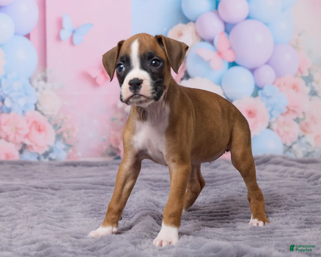 Boxer dogs for sale: Zoey - Ad 5