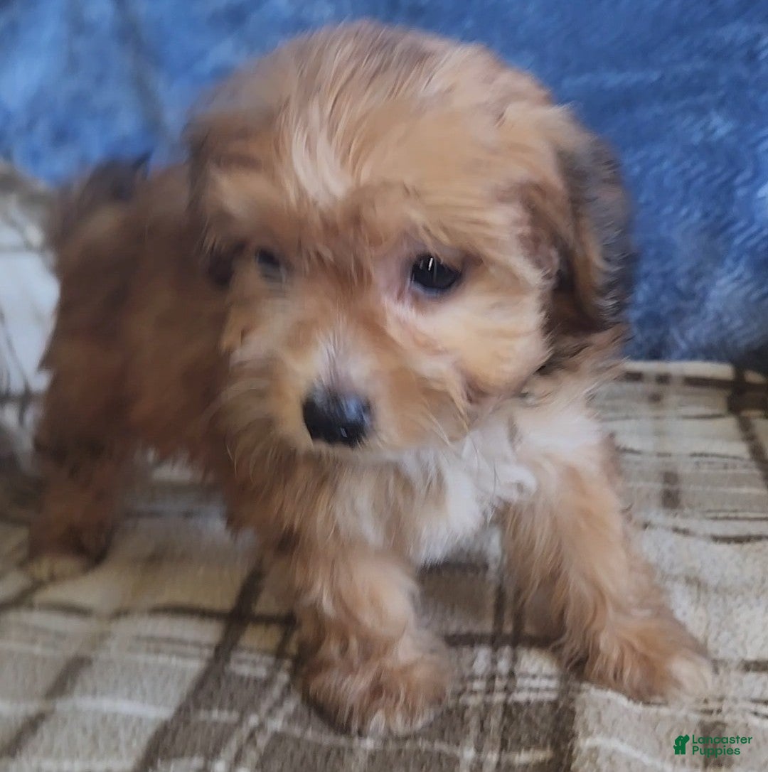 Mixed Breed dogs for sale: Molly - Ad 2