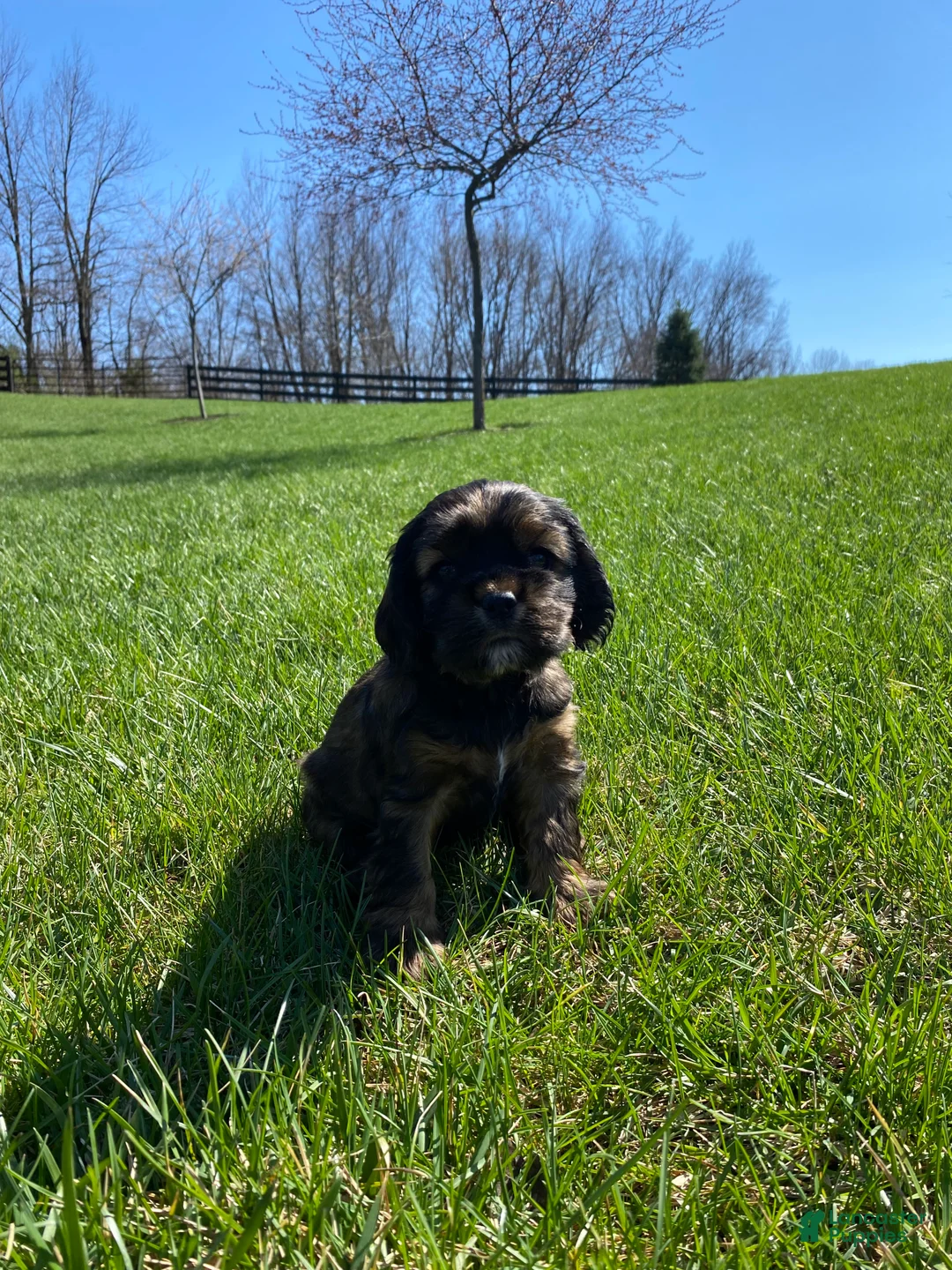 Cocker Spaniel dogs for sale: Gabriel - Ad 5