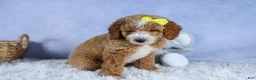 Mini Goldendoodle dogs for sale: 🐾 Meet Nova – F2B Mini Goldendoodle Puppy 🐾 - Ad 15
