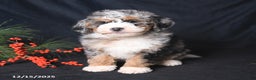 Bernedoodle dogs for sale: Cuddles - Ad 4