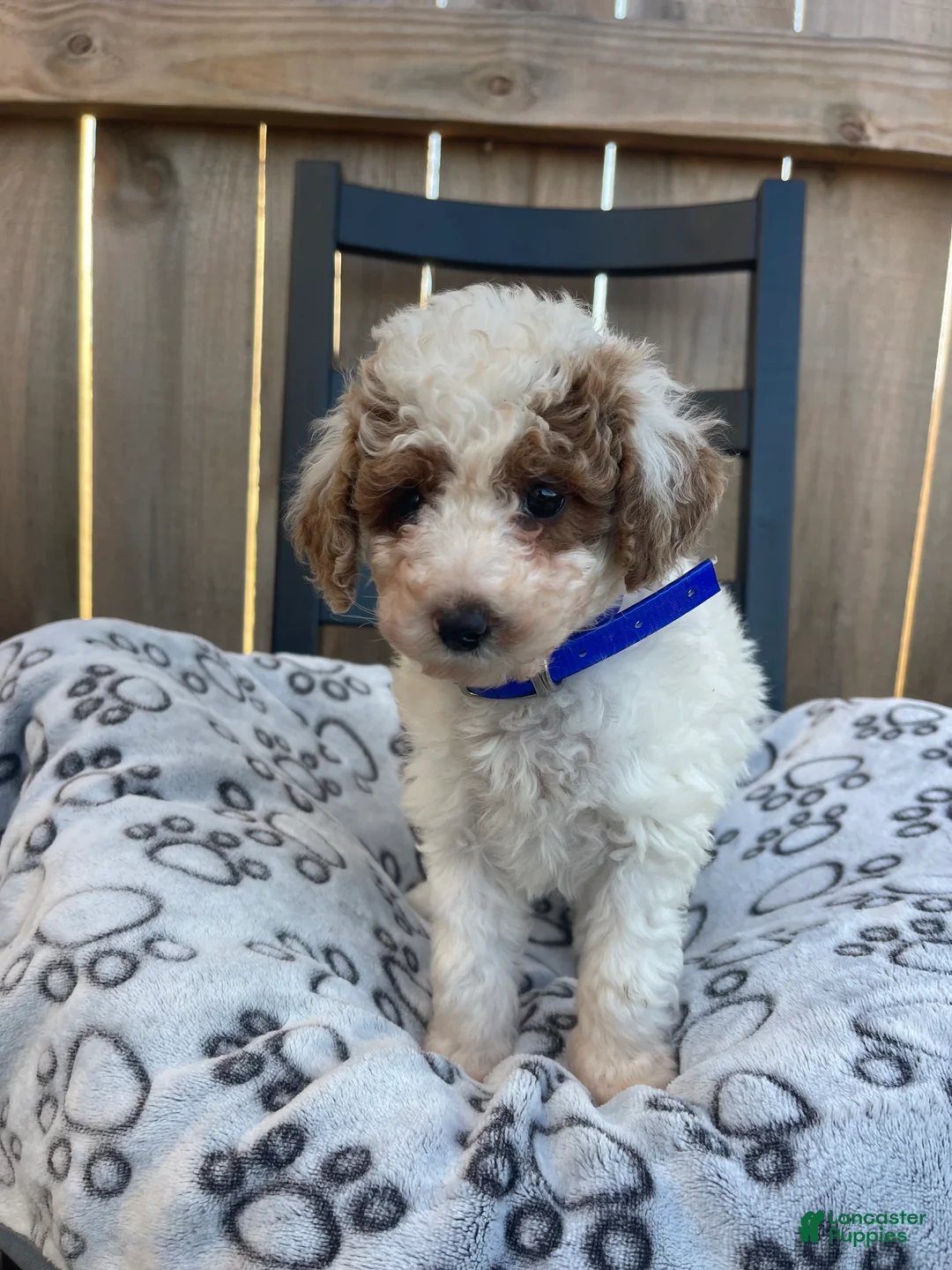Mini Goldendoodle dogs for sale: Brittney (Mini Goldendoodle) - Ad 5
