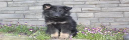 German Shepherd dogs for sale: Donna  - Ad 3