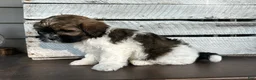 Shihpoo dogs for sale: Snickers - Ad 5