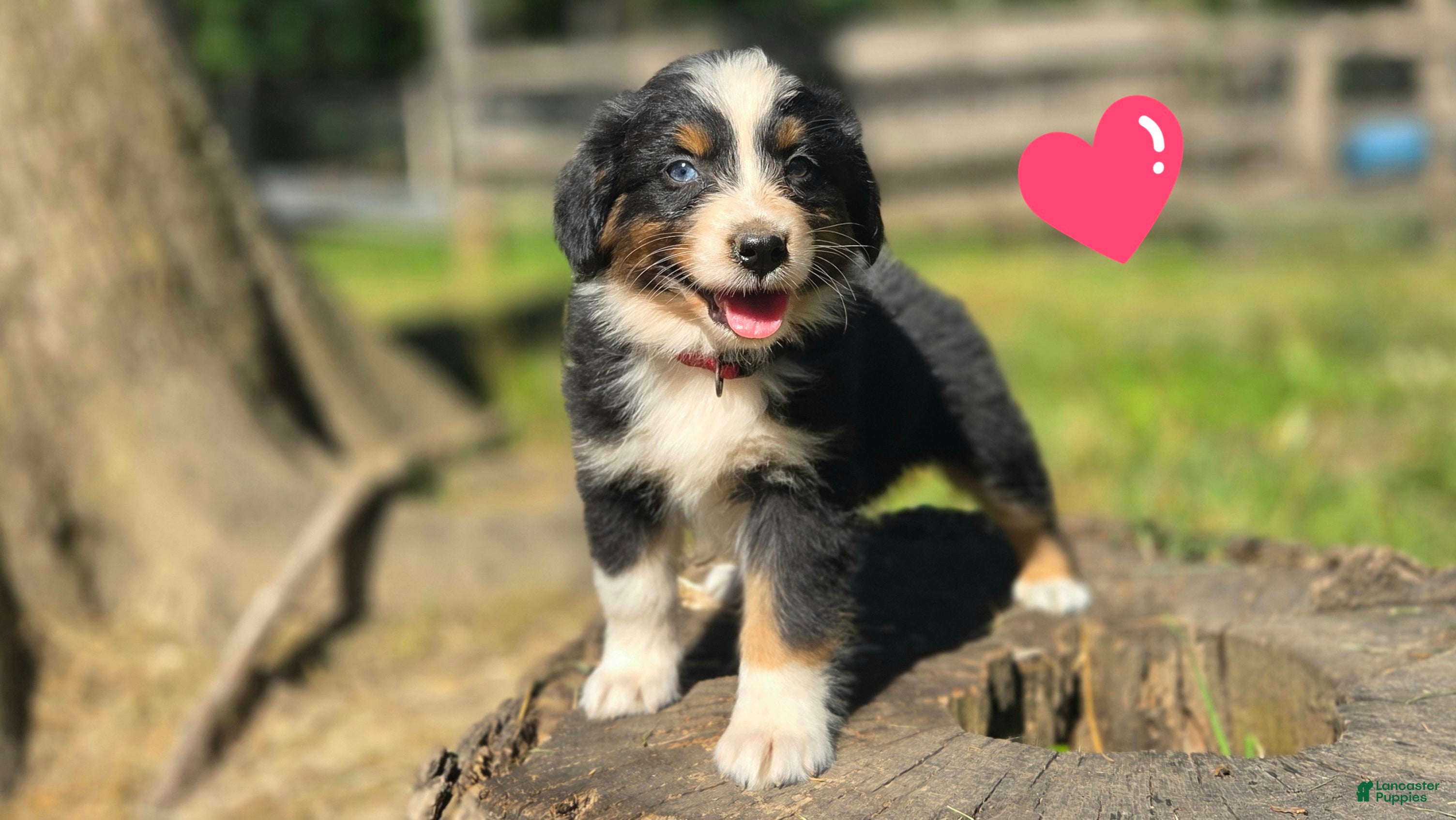 Australian Shepherd dogs Australian Shepherd Puppy "Elite" - Ad 12
