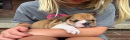 English Bulldog dogs for sale: Precious - Ad 2