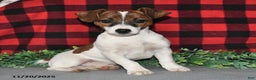 Jack Russell Terrier dogs for sale: Jasper - Ad 1