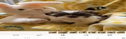 Shih Tzu dogs for sale: Tia - Ad 4