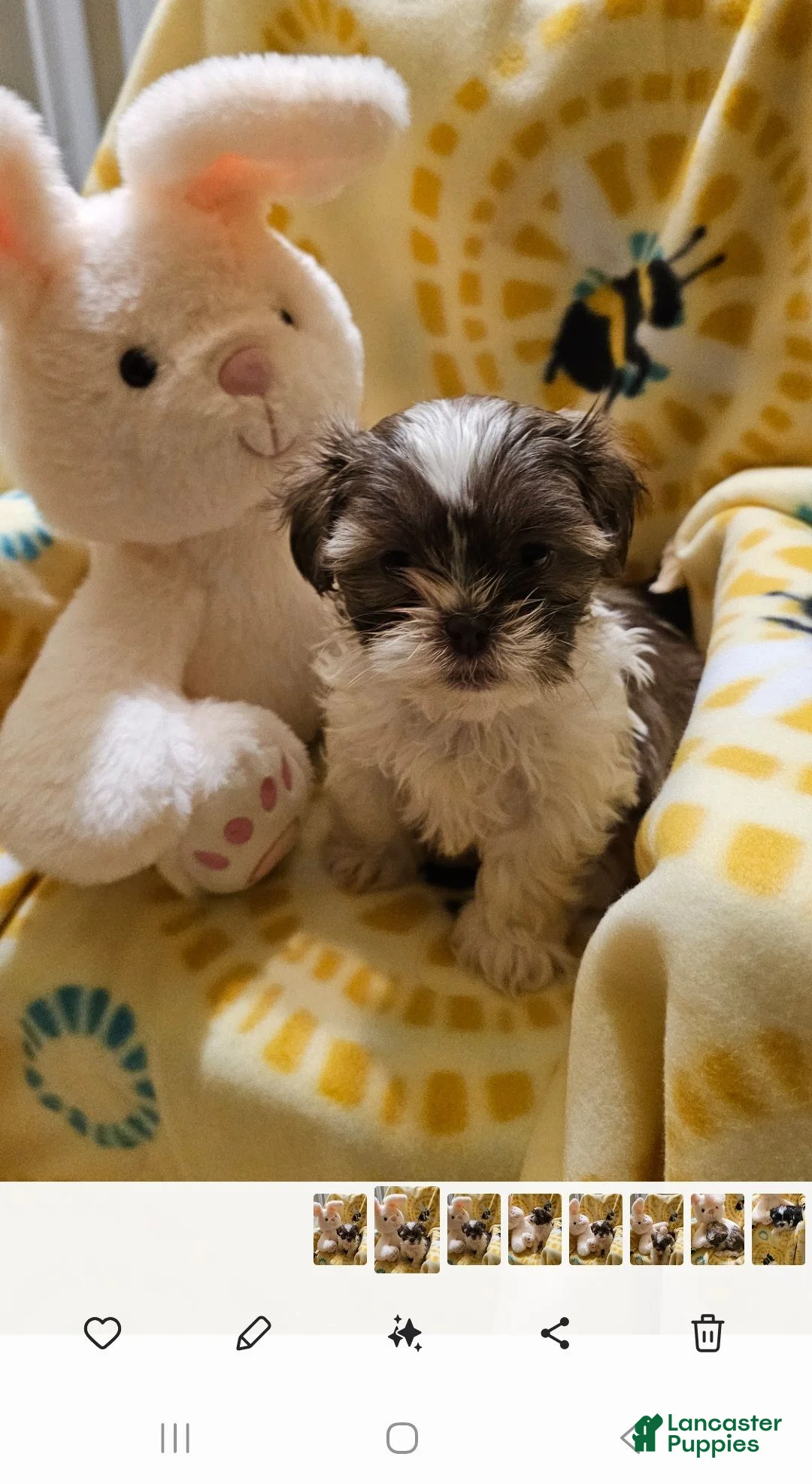 Shih Tzu dogs for sale: Tia - Ad 4