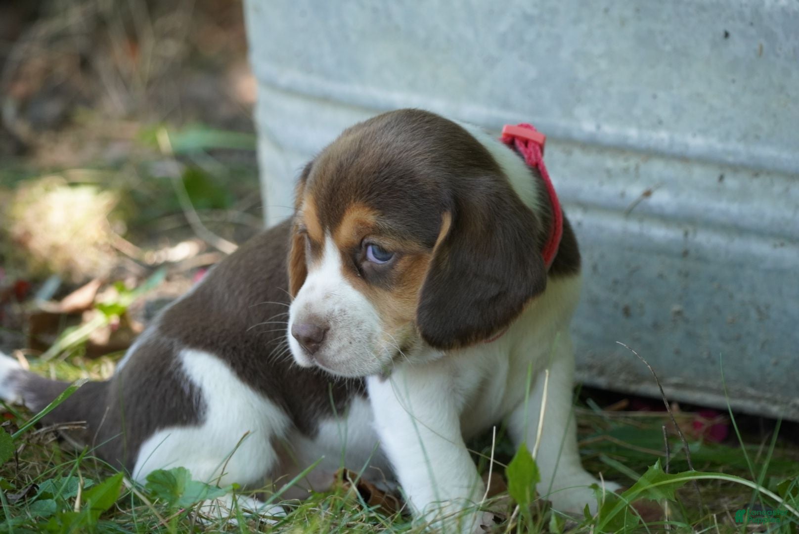 Beagle dogs Petunia  - Ad 2