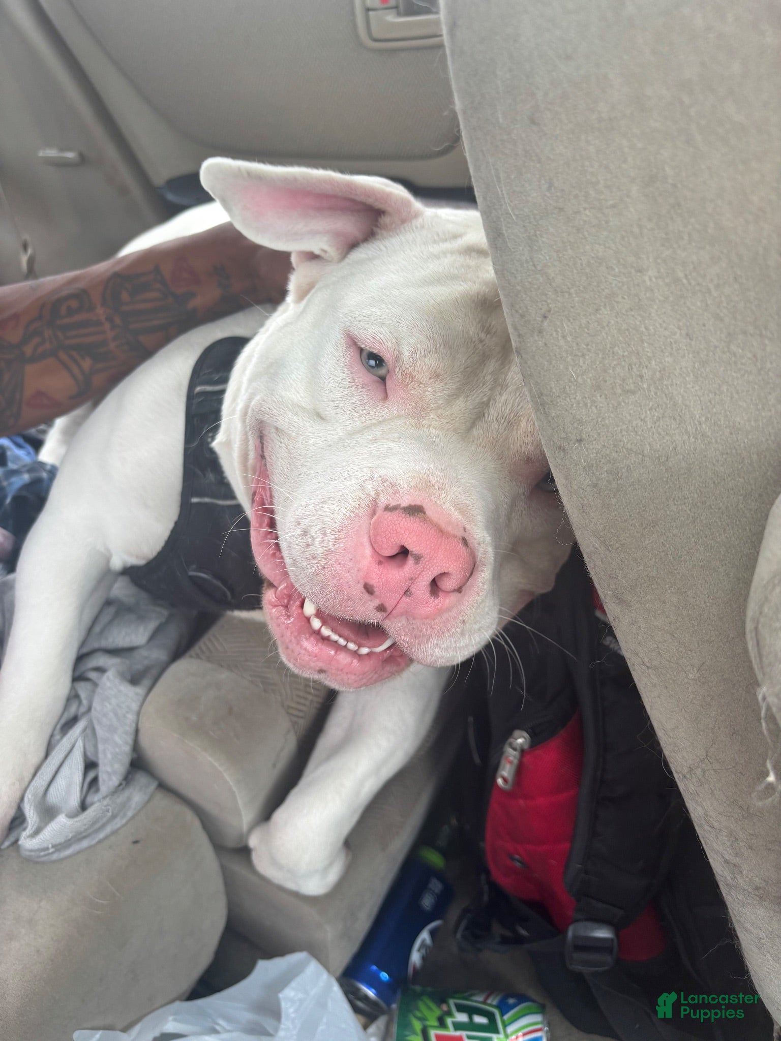 American Pit Bull Terrier dogs Bull Terrier 1 - Ad 29