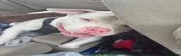 American Pit Bull Terrier dogs for sale: Bull Terrier 1 - Ad 1