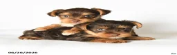 Yorkshire Terrier dogs for sale: Mocha - Ad 5