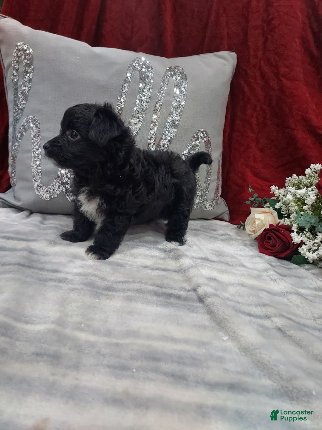 Mixed Breed dogs for sale: Cupid - Ad 3