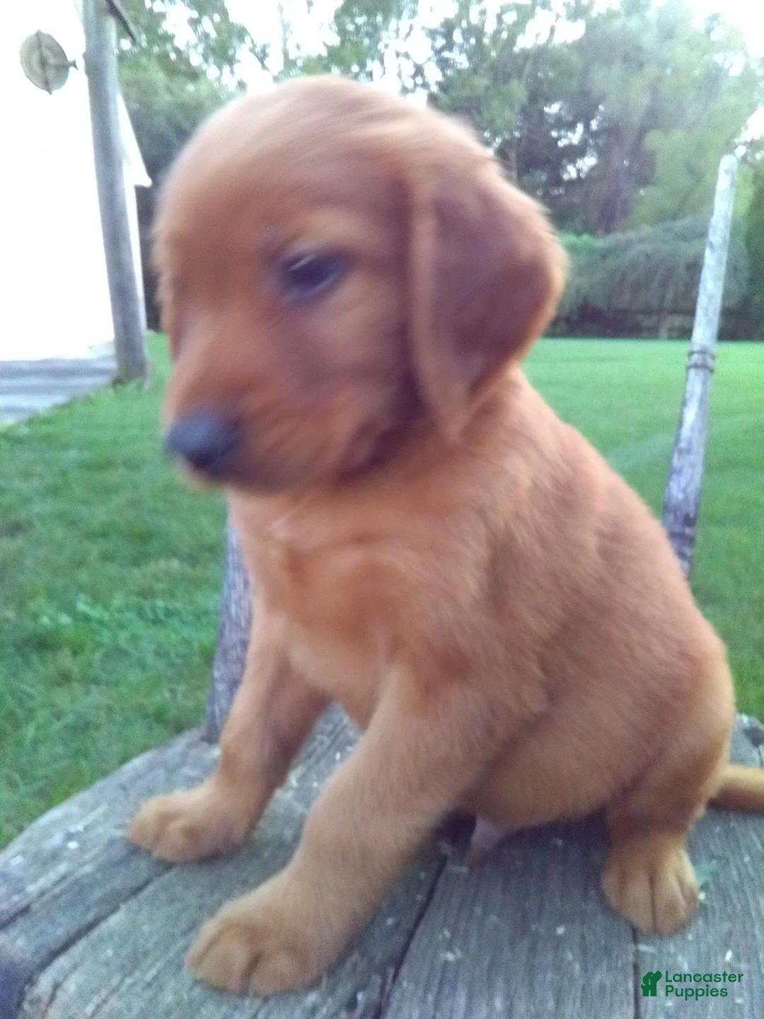 Golden Retriever dogs for sale: Bennett - Ad 2