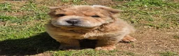 Shar Pei dogs for sale: Roman - Ad 12
