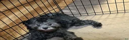 Shihpoo dogs for sale: Shihpoo 3 - Ad 4