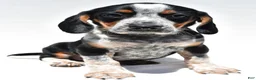 Beagle dogs for sale: Roger - Ad 6