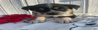 Darwin