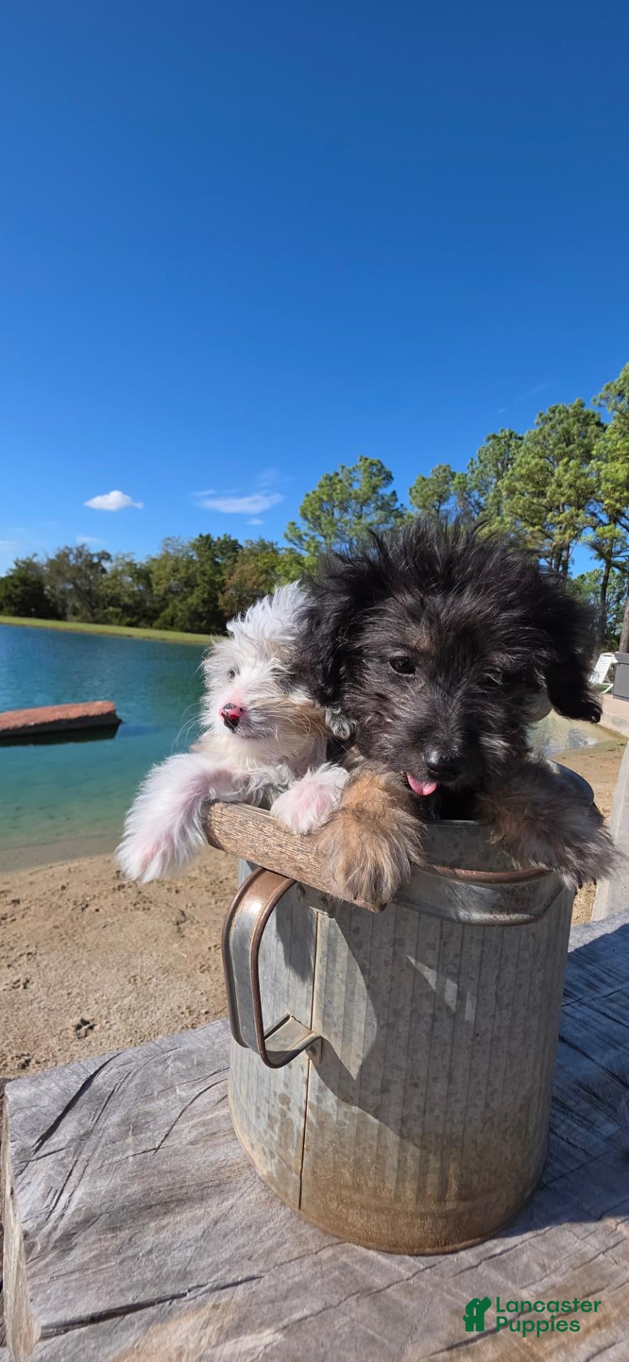 Mixed Breed dogs Mixed Breed 2 - Ad 2