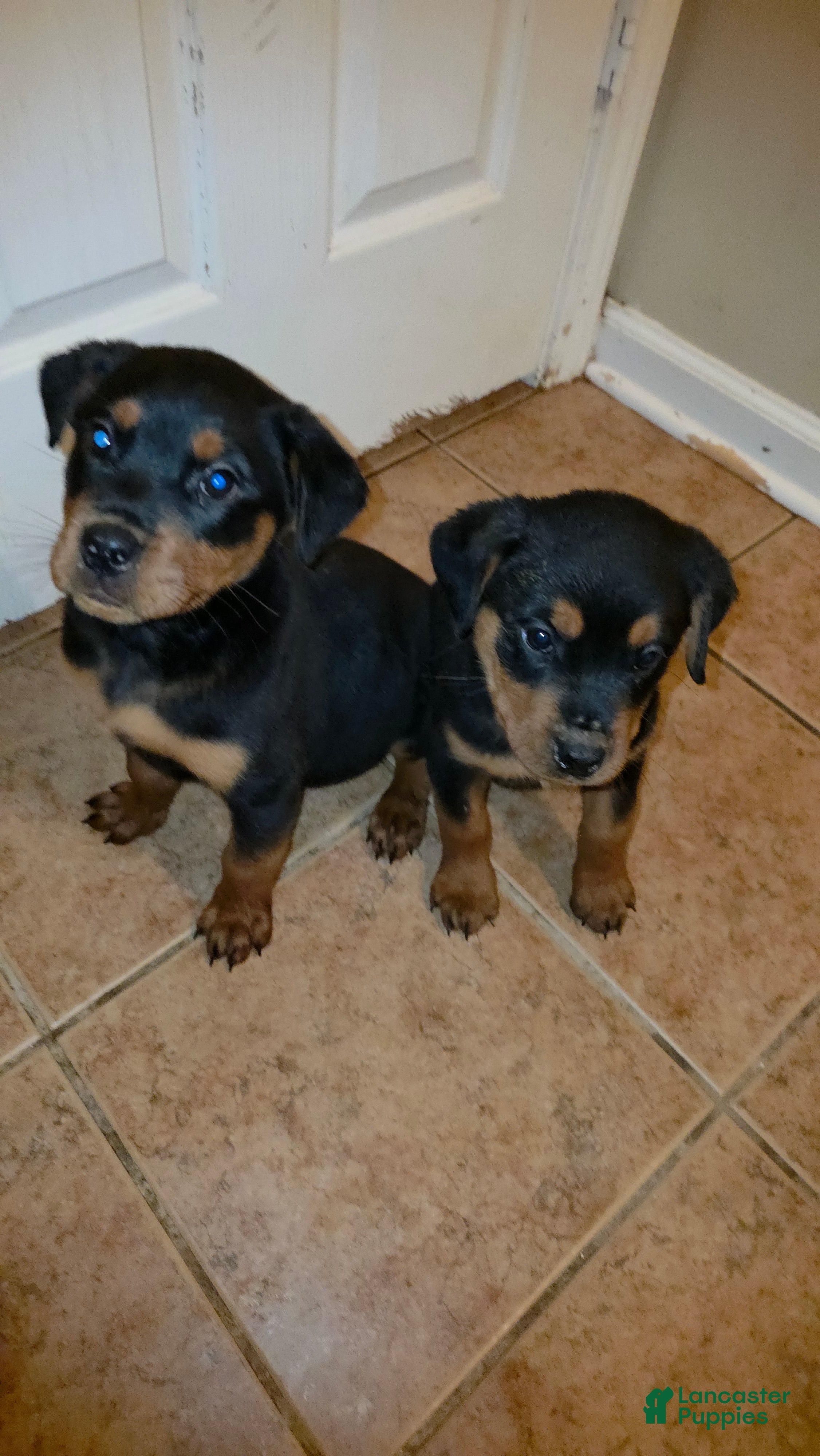 Rottweiler dogs for sale: Rottweiler 5 - Ad 12