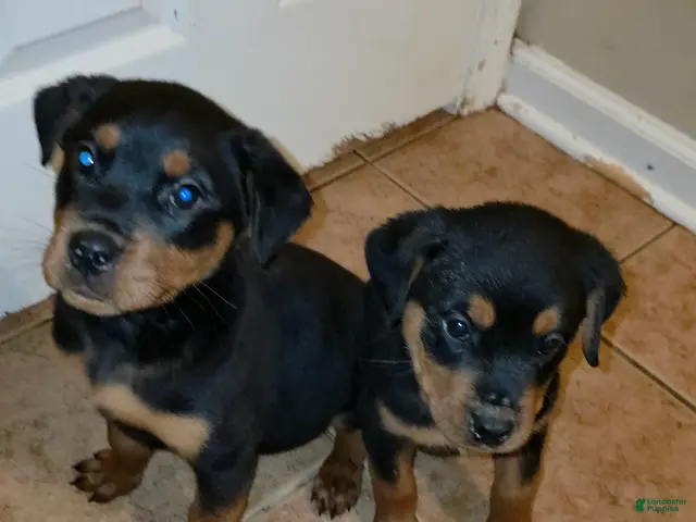 Rottweiler dogs for sale: Rottweiler 5 - Ad 12
