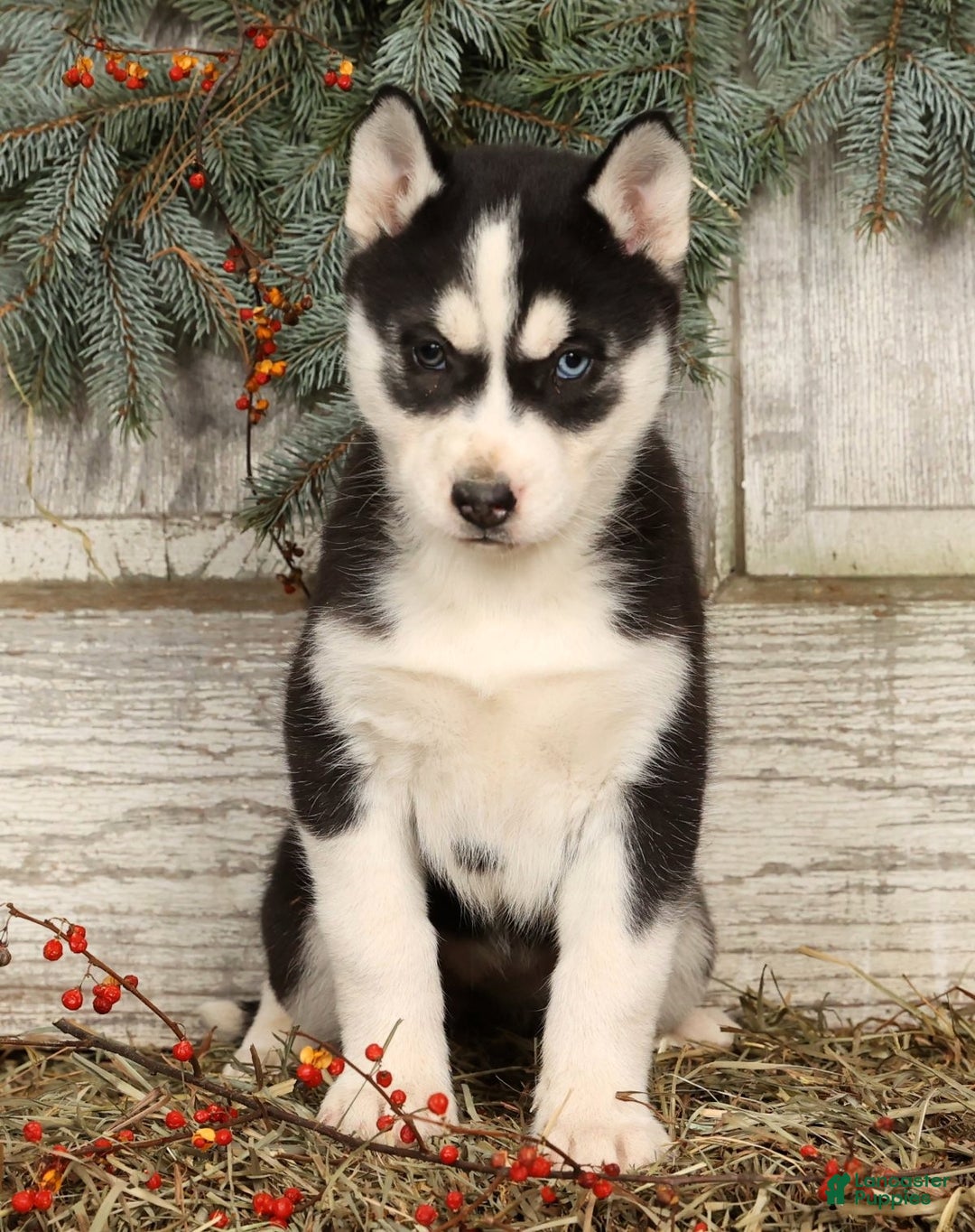 Siberian Husky dogs for sale: Noel - Ad 2