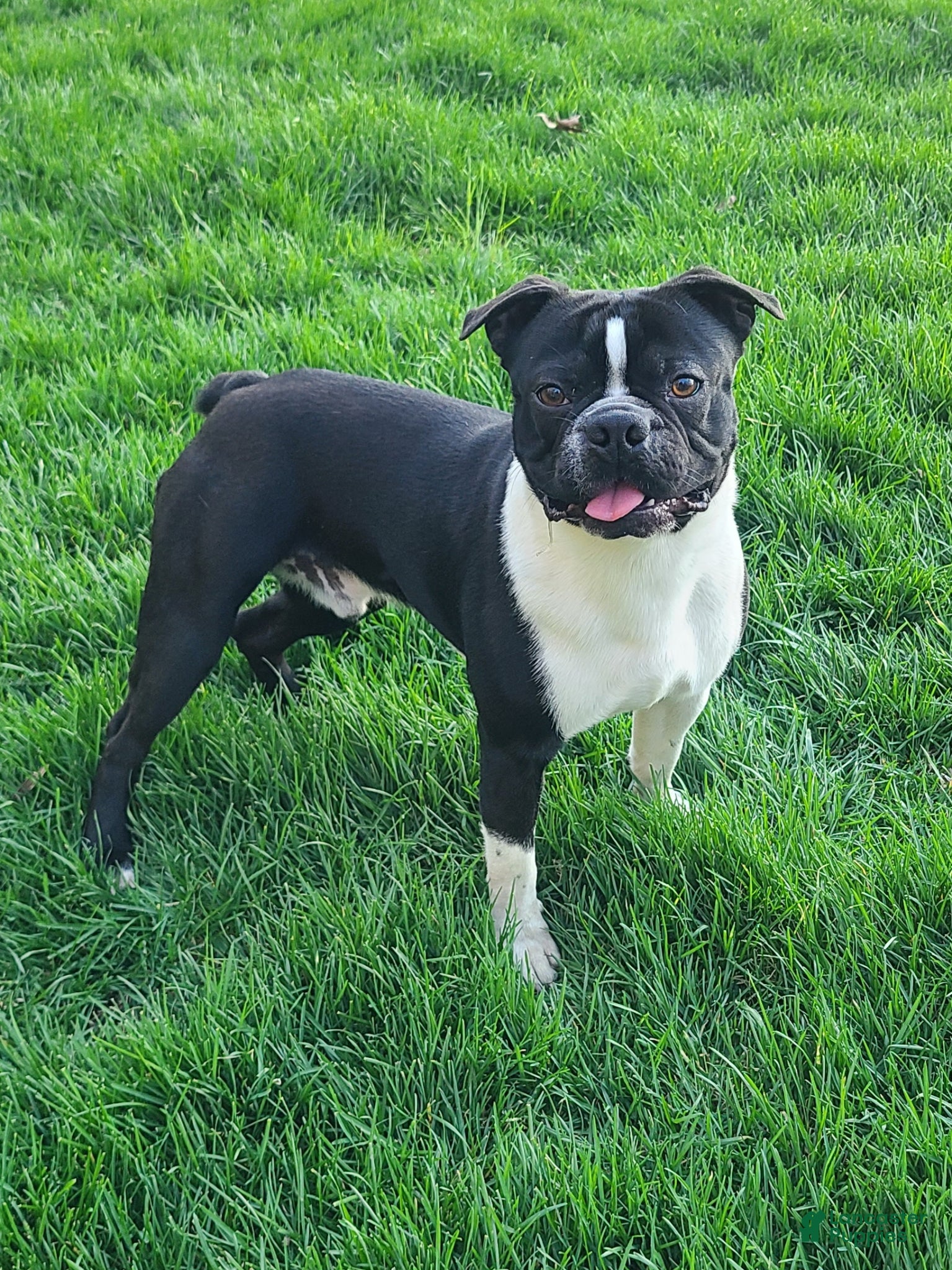 Boston Terrier dogs Cocoa - Ad 2