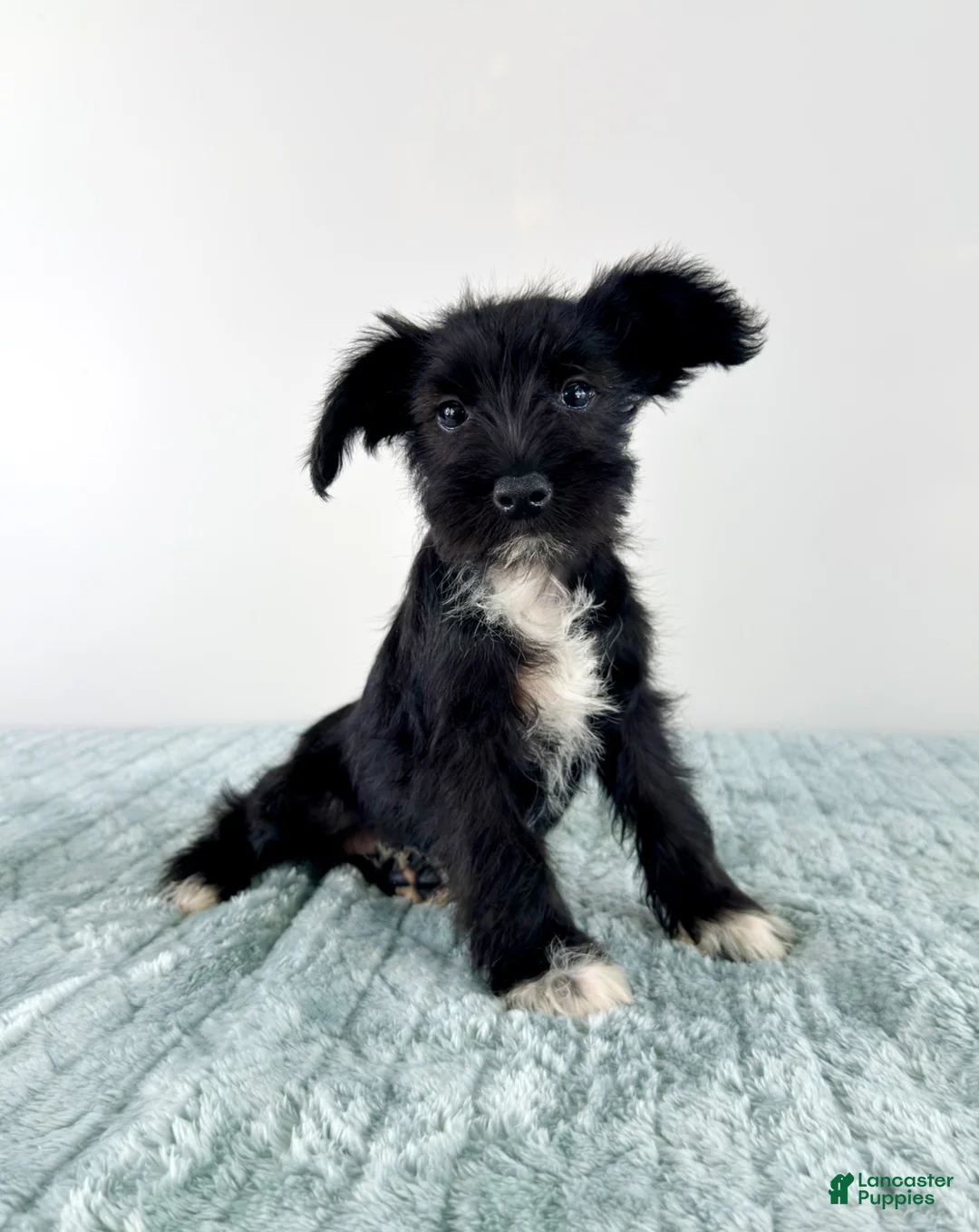 Miniature Schnauzer dogs for sale: AKC Sophie  - Ad 5