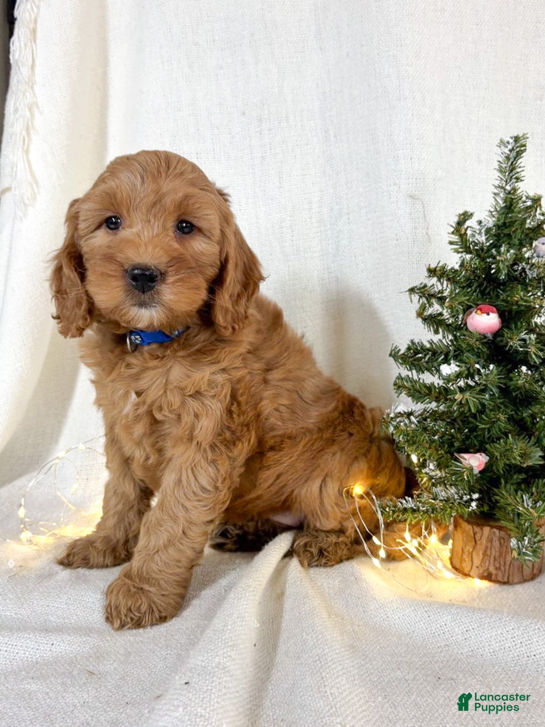 Mini Goldendoodle dogs for sale: Pepper - Ad 6