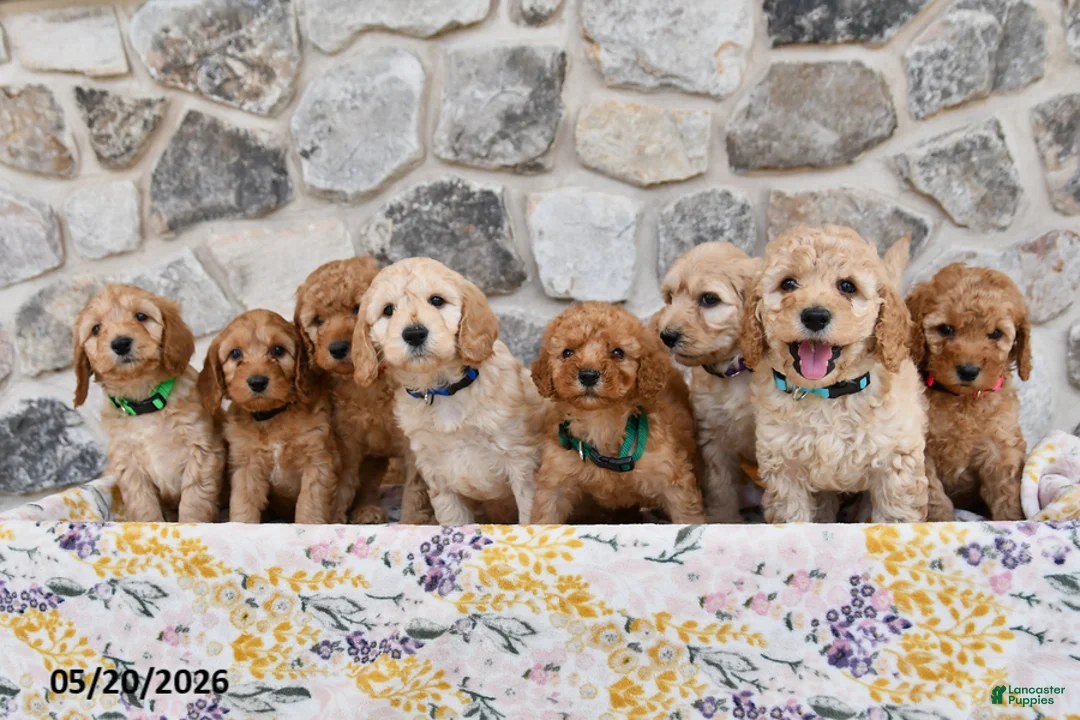Mini Goldendoodle dogs for sale: Callie - Ad 5