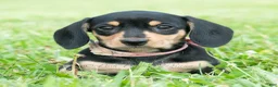 Miniature Dachshund dogs for sale: Espresso - Ad 2