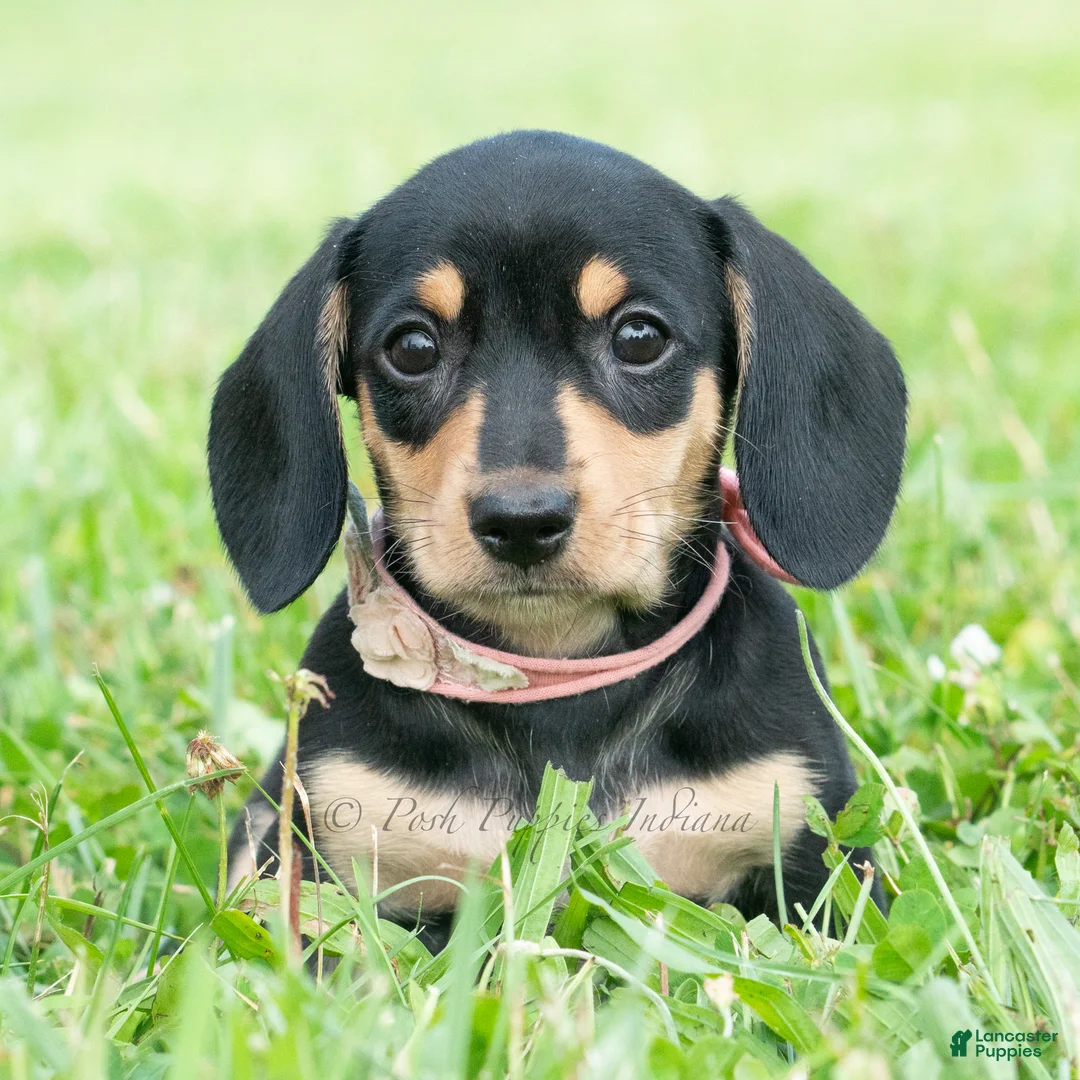 Miniature Dachshund dogs for sale: Espresso - Ad 2