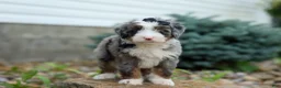 Mini Bernedoodle dogs for sale: 🐾 Meet Paxton 🐾 - Ad 7