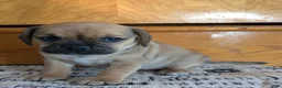 Puggle dogs for sale: Kandi  - Ad 6