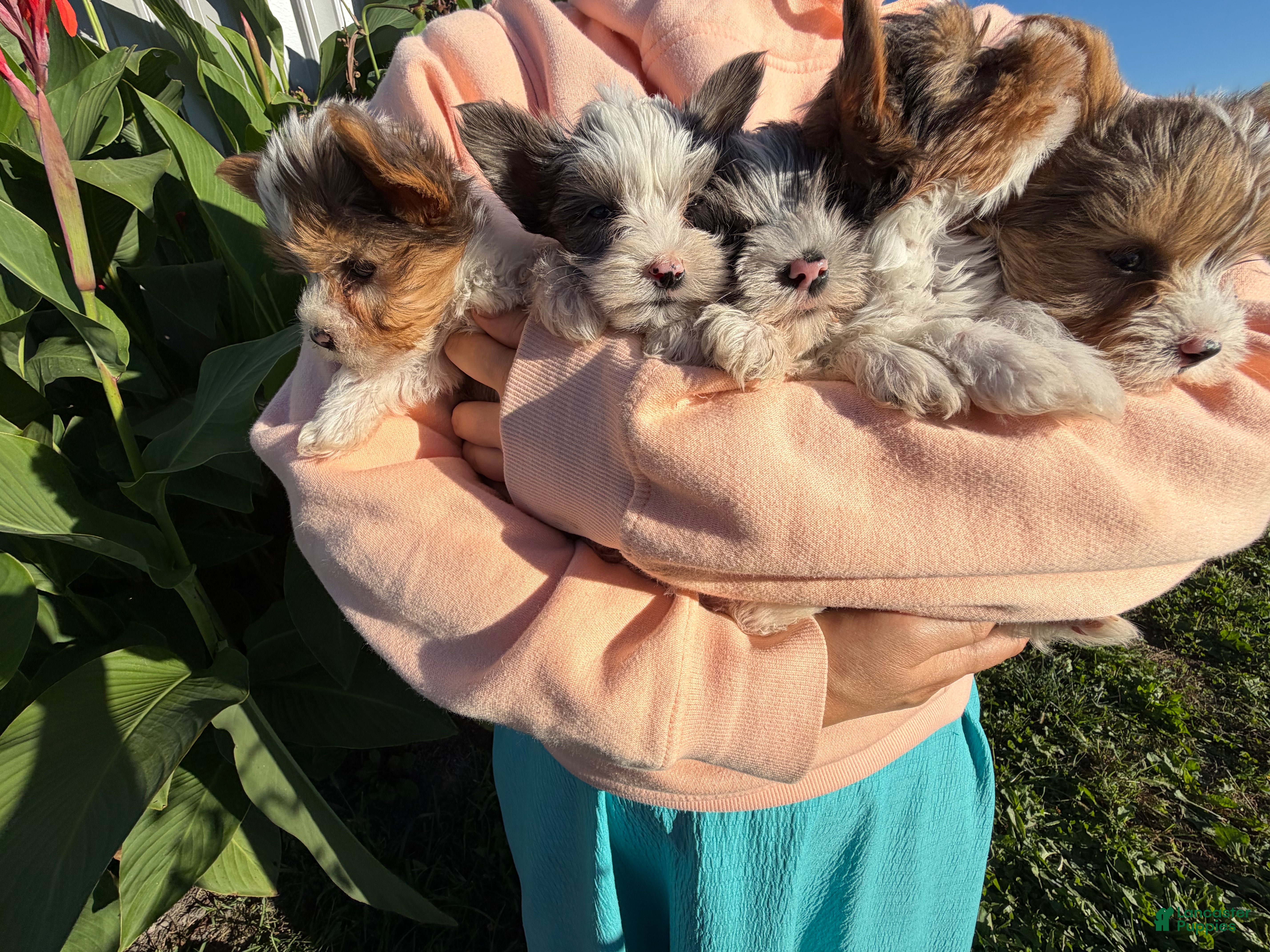 Yorkshire Terrier dogs Yorkshire Terrier 3 - Ad 2